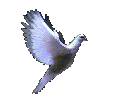 MisterShortcut deeply thanks whoever created this magnificent dove. Should any of you let us know, credit, praise, and homage will DEFINITELY be made to the genius who created this dove, khapped by MisterShortcut in the name of spreading it all around the world